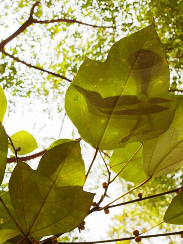 2.-Like-Shadows-Through-Leaves-Still.-1024x576